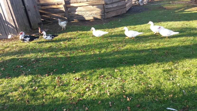  - 01 - Matca pentru 2018