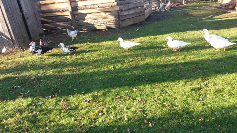  - 01 - Matca pentru 2018