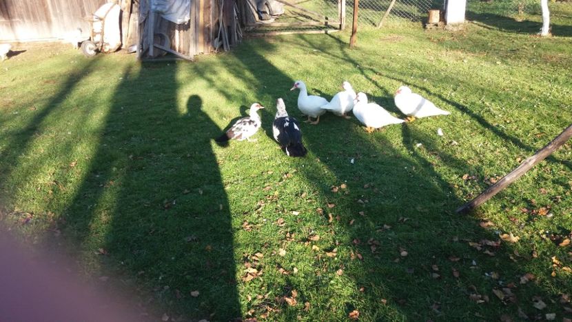  - 01 - Matca pentru 2018