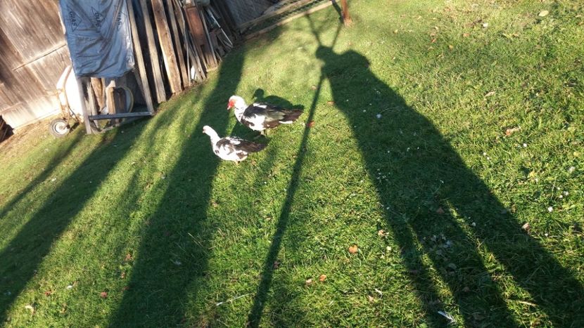  - 01 - Matca pentru 2018