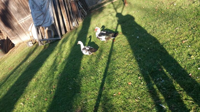  - 01 - Matca pentru 2018