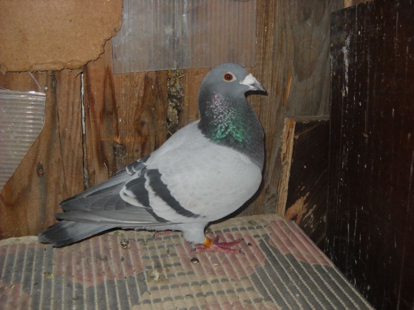 M.2014 -RO. - PORUMBEI VANDUTI