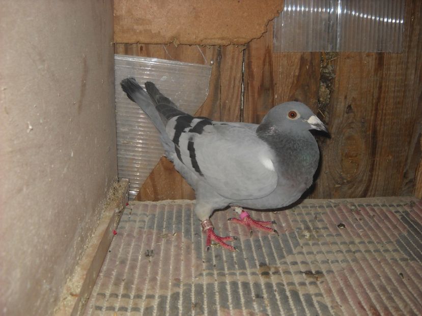 F.-NL.-2013 - PORUMBEI VANDUTI