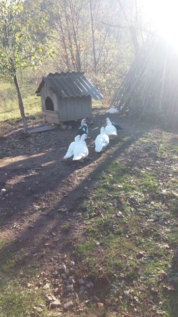  - 01 - Matca pentru 2018