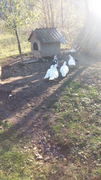  - 01 - Matca pentru 2018