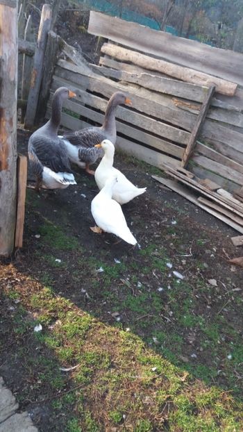  - 01 - Matca pentru 2018