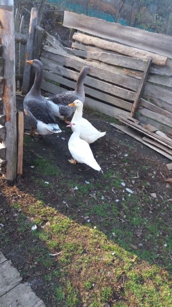  - 01 - Matca pentru 2018