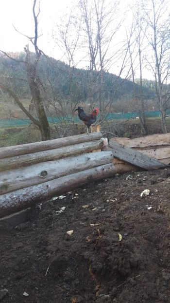  - 01 - Matca pentru 2018