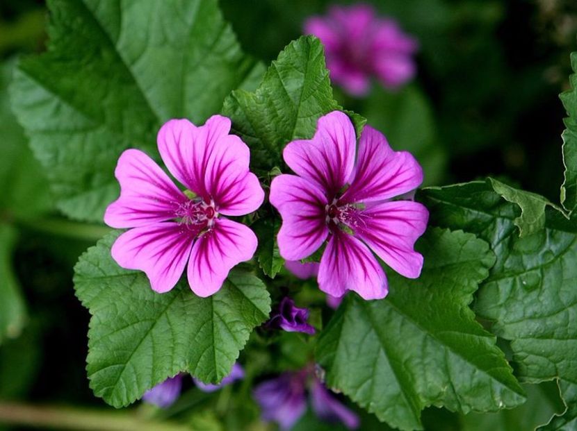 nalba 2 - Nalba de padure - Althaea Officinalis - Nalba mare