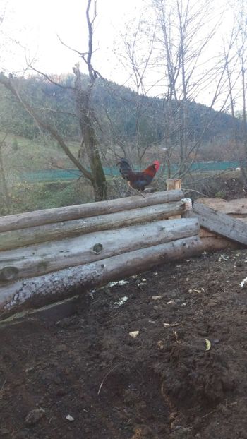  - 01 - Matca pentru 2018