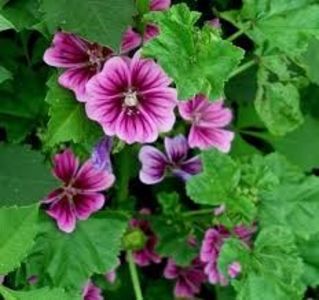 nalba 1 - Nalba de padure - Althaea Officinalis - Nalba mare