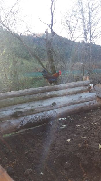  - 01 - Matca pentru 2018