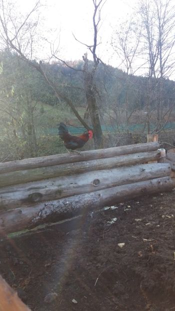  - 01 - Matca pentru 2018