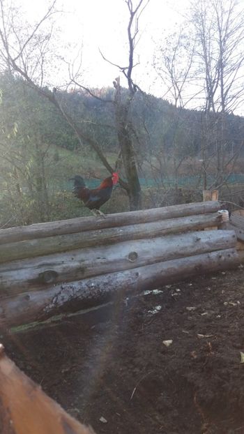  - 01 - Matca pentru 2018