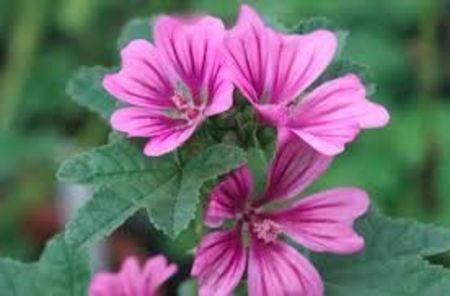 nalba 3 - Nalba de padure - Althaea Officinalis - Nalba mare