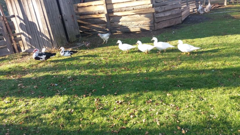  - 01 - Matca pentru 2018