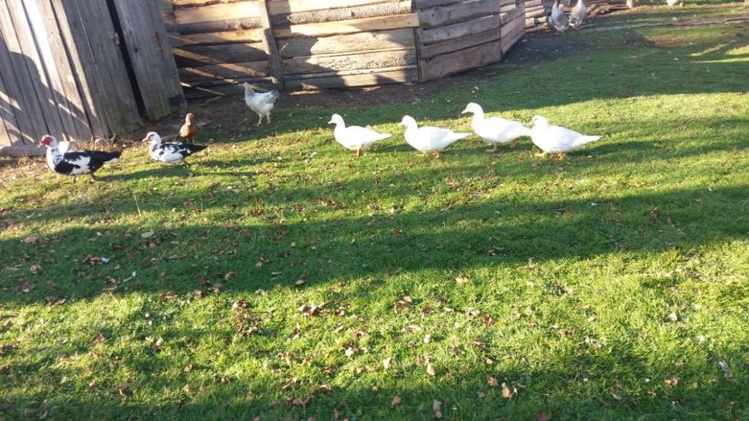  - 01 - Matca pentru 2018