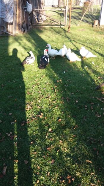  - 01 - Matca pentru 2018