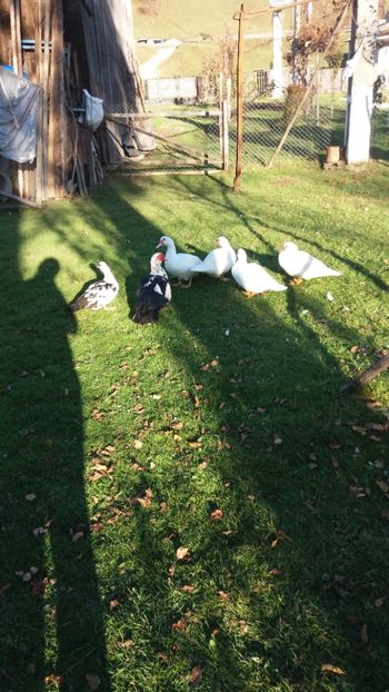  - 01 - Matca pentru 2018