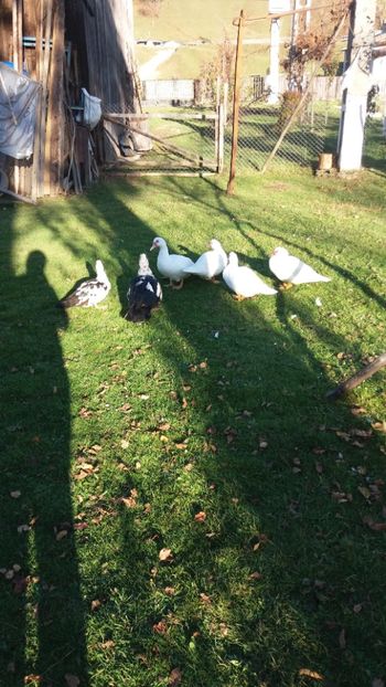  - 01 - Matca pentru 2018