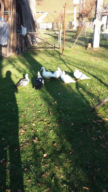  - 01 - Matca pentru 2018