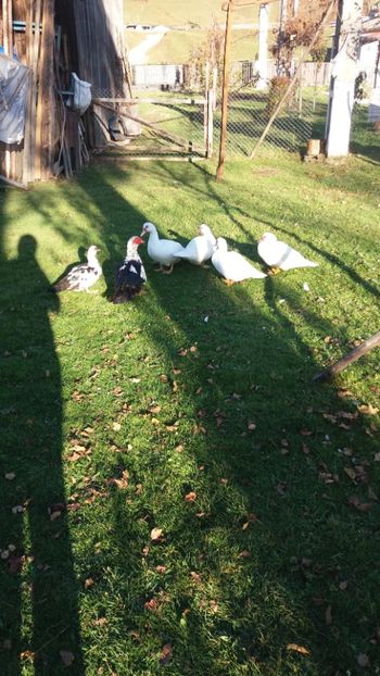  - 01 - Matca pentru 2018