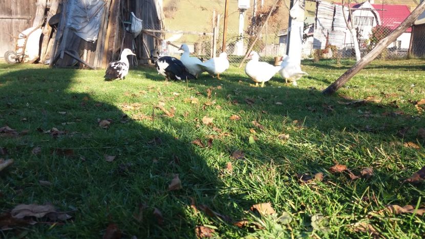  - 01 - Matca pentru 2018