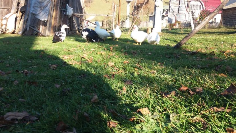  - 01 - Matca pentru 2018