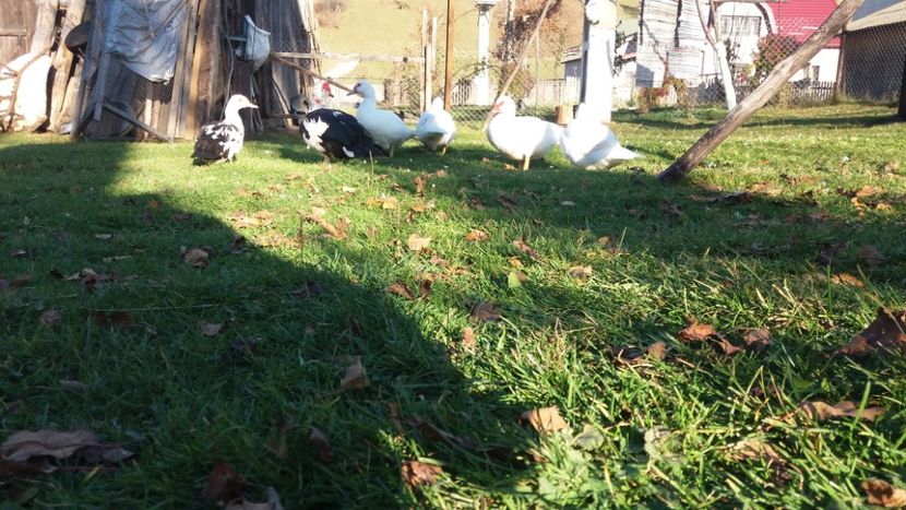  - 01 - Matca pentru 2018