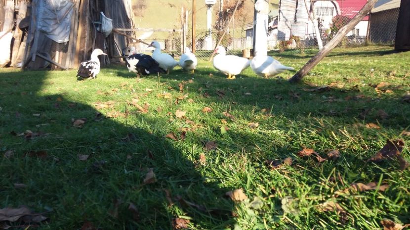  - 01 - Matca pentru 2018