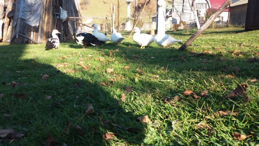  - 01 - Matca pentru 2018