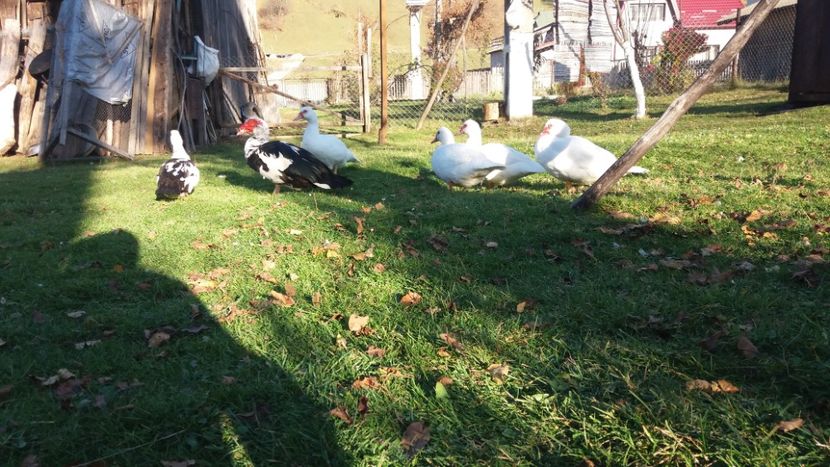  - 01 - Matca pentru 2018