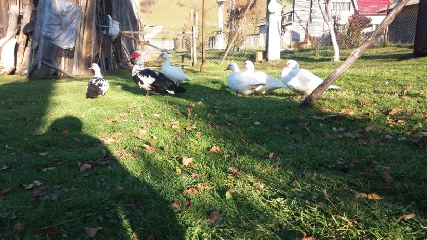  - 01 - Matca pentru 2018