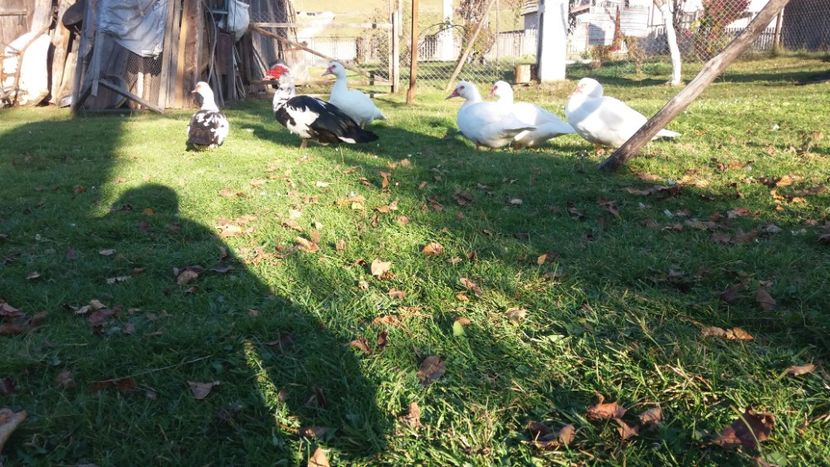  - 01 - Matca pentru 2018