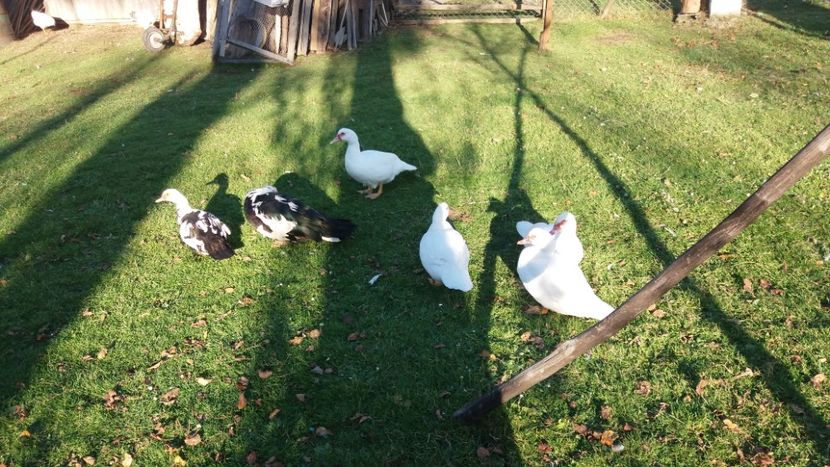  - 01 - Matca pentru 2018