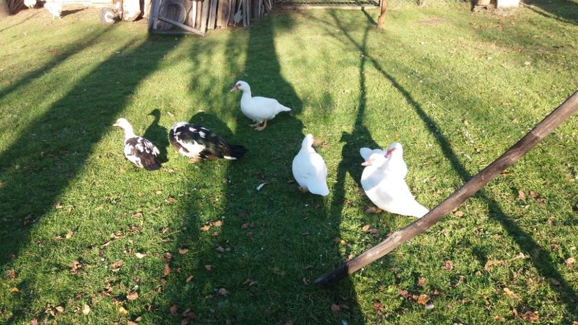  - 01 - Matca pentru 2018