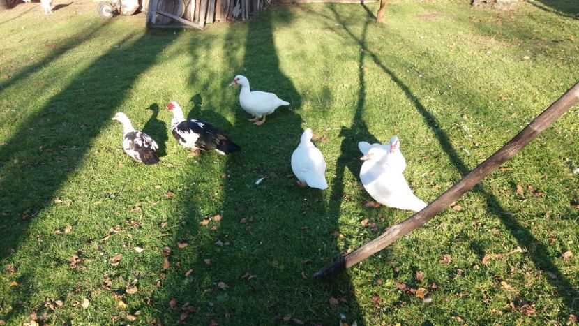  - 01 - Matca pentru 2018