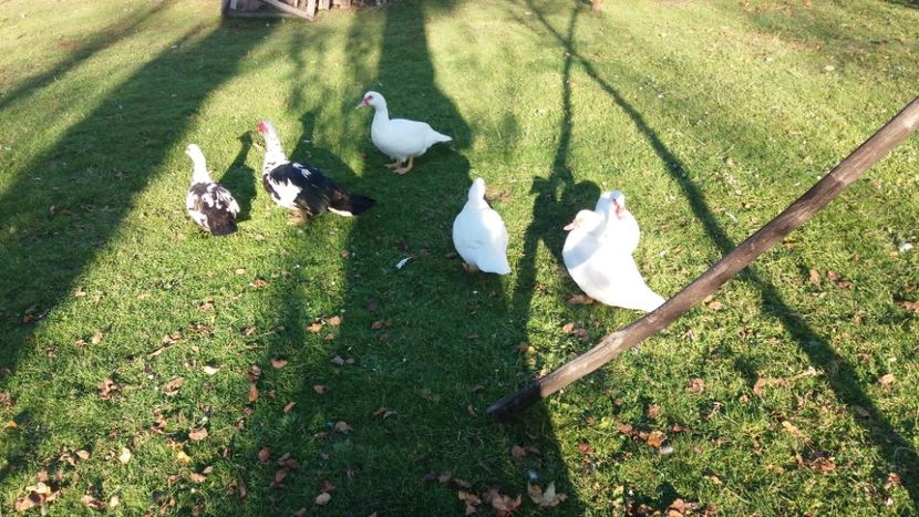  - 01 - Matca pentru 2018