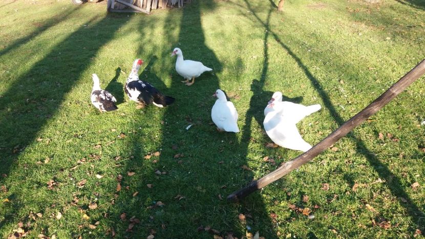  - 01 - Matca pentru 2018