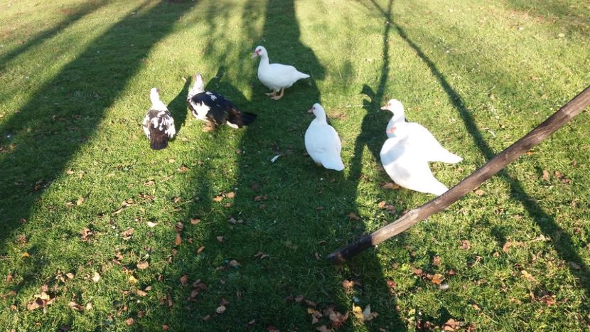  - 01 - Matca pentru 2018