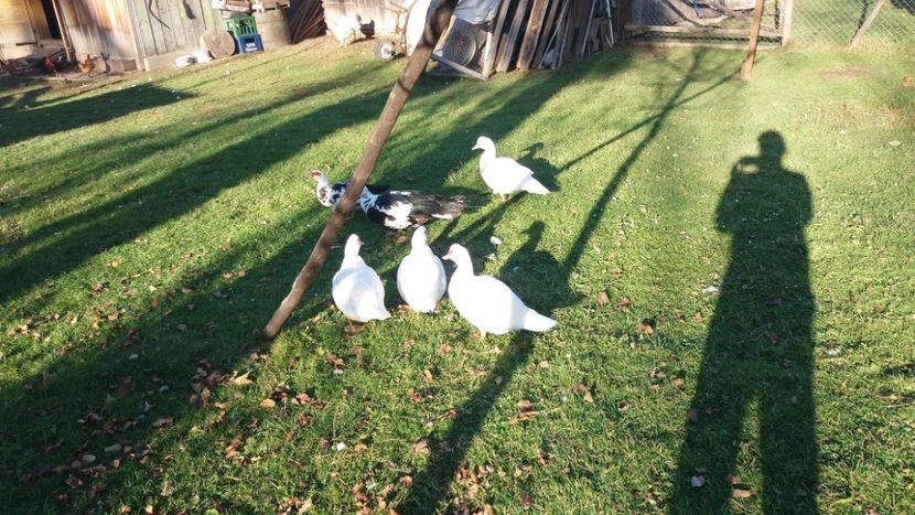  - 01 - Matca pentru 2018