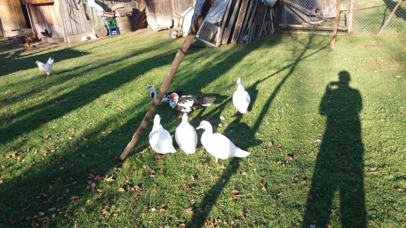  - 01 - Matca pentru 2018