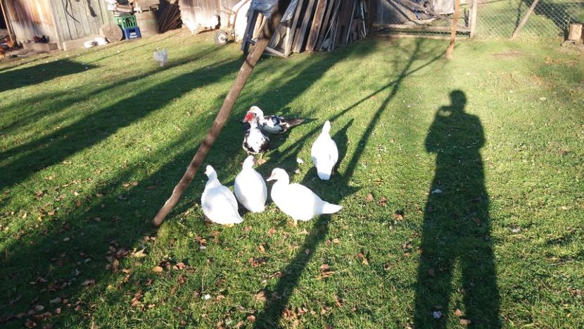  - 01 - Matca pentru 2018