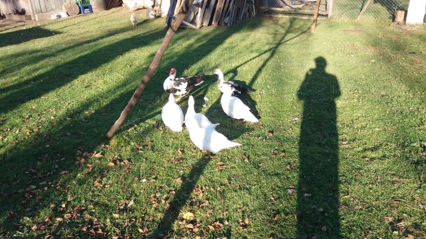  - 01 - Matca pentru 2018