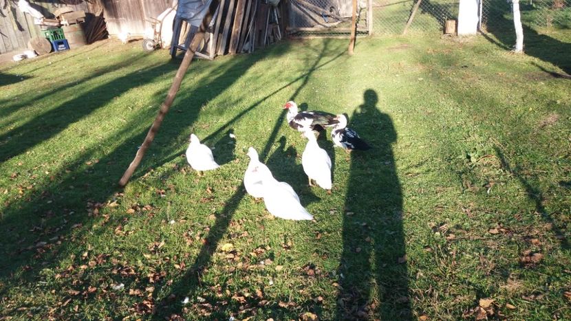  - 01 - Matca pentru 2018