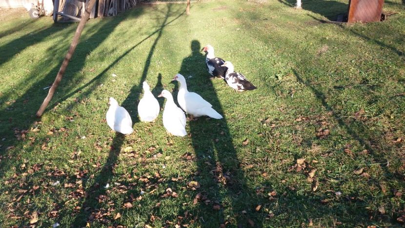  - 01 - Matca pentru 2018