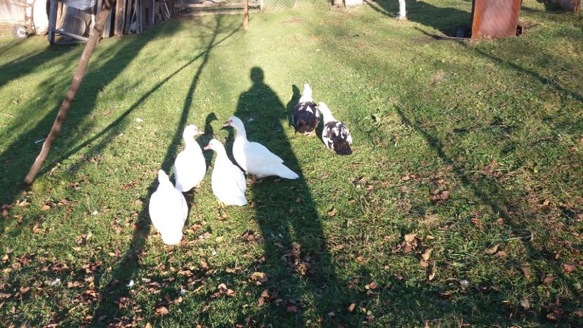  - 01 - Matca pentru 2018