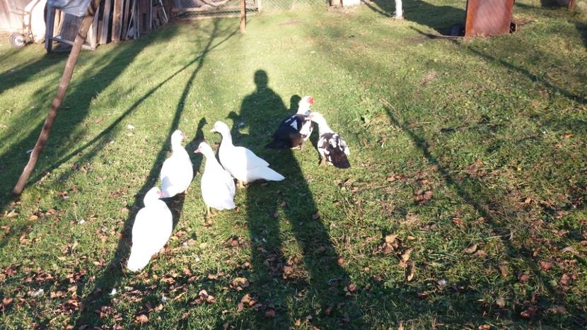  - 01 - Matca pentru 2018