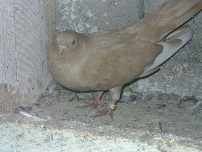  - galateni matca 2017