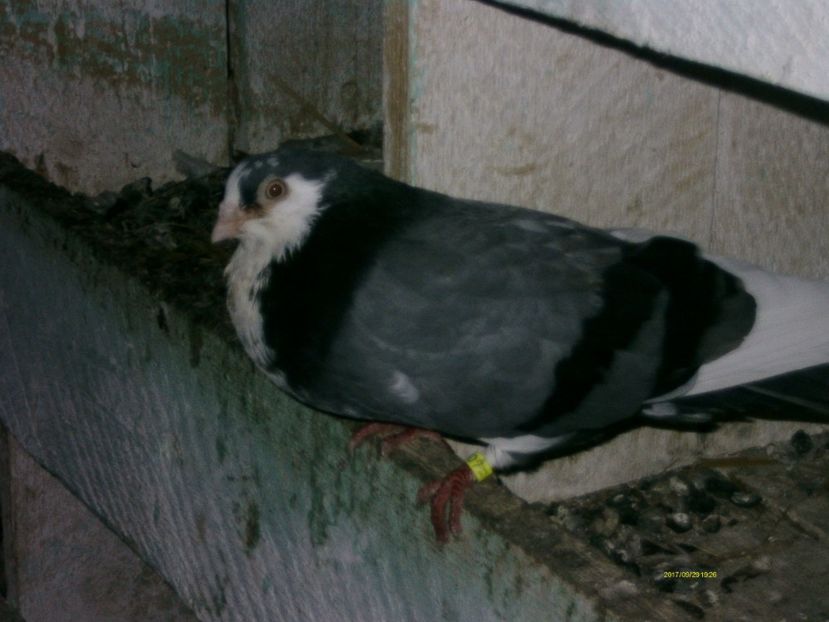  - galateni matca 2017